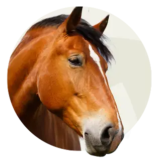 Head of a brown horse