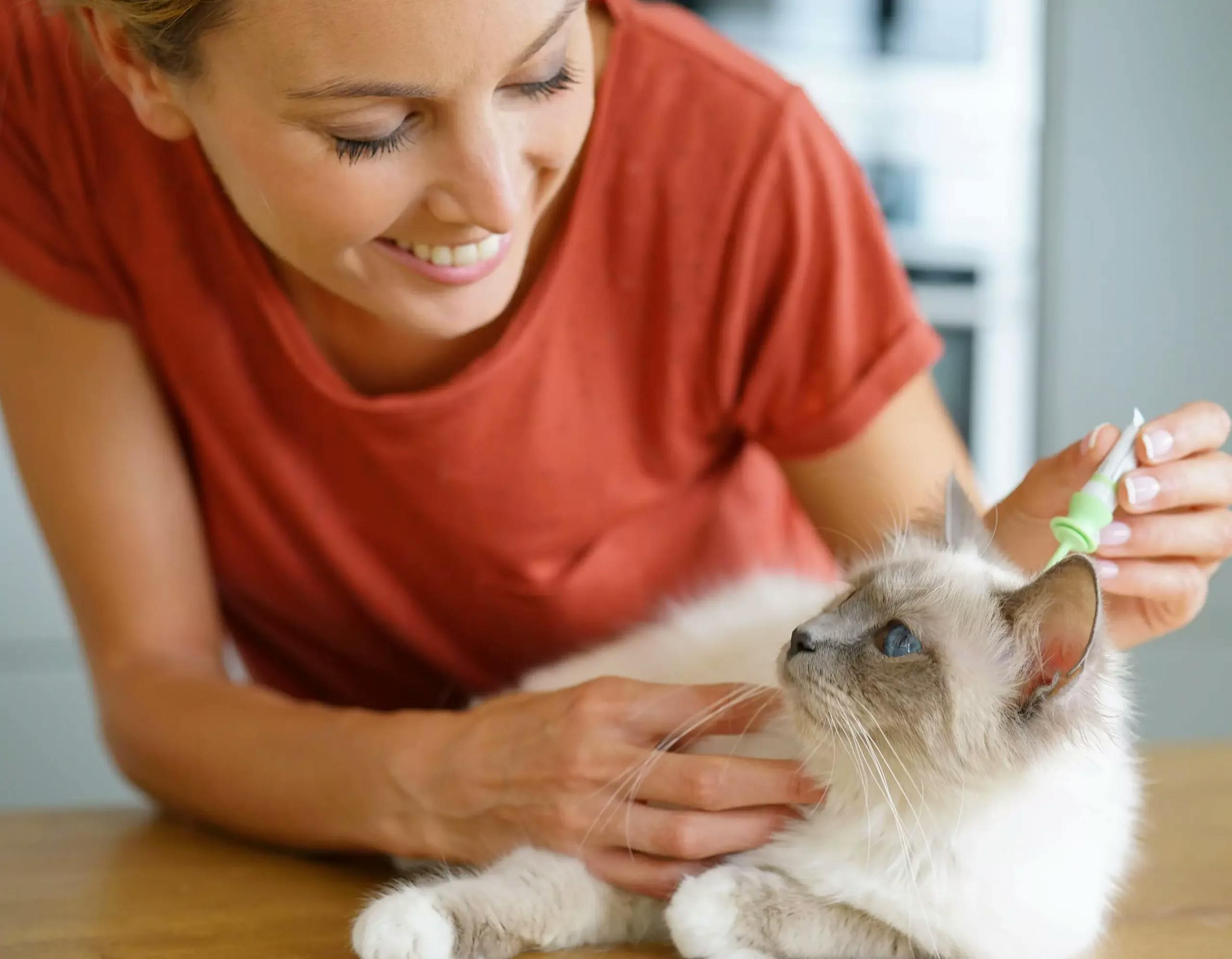Woman cleaning a cat's ear with a green brush