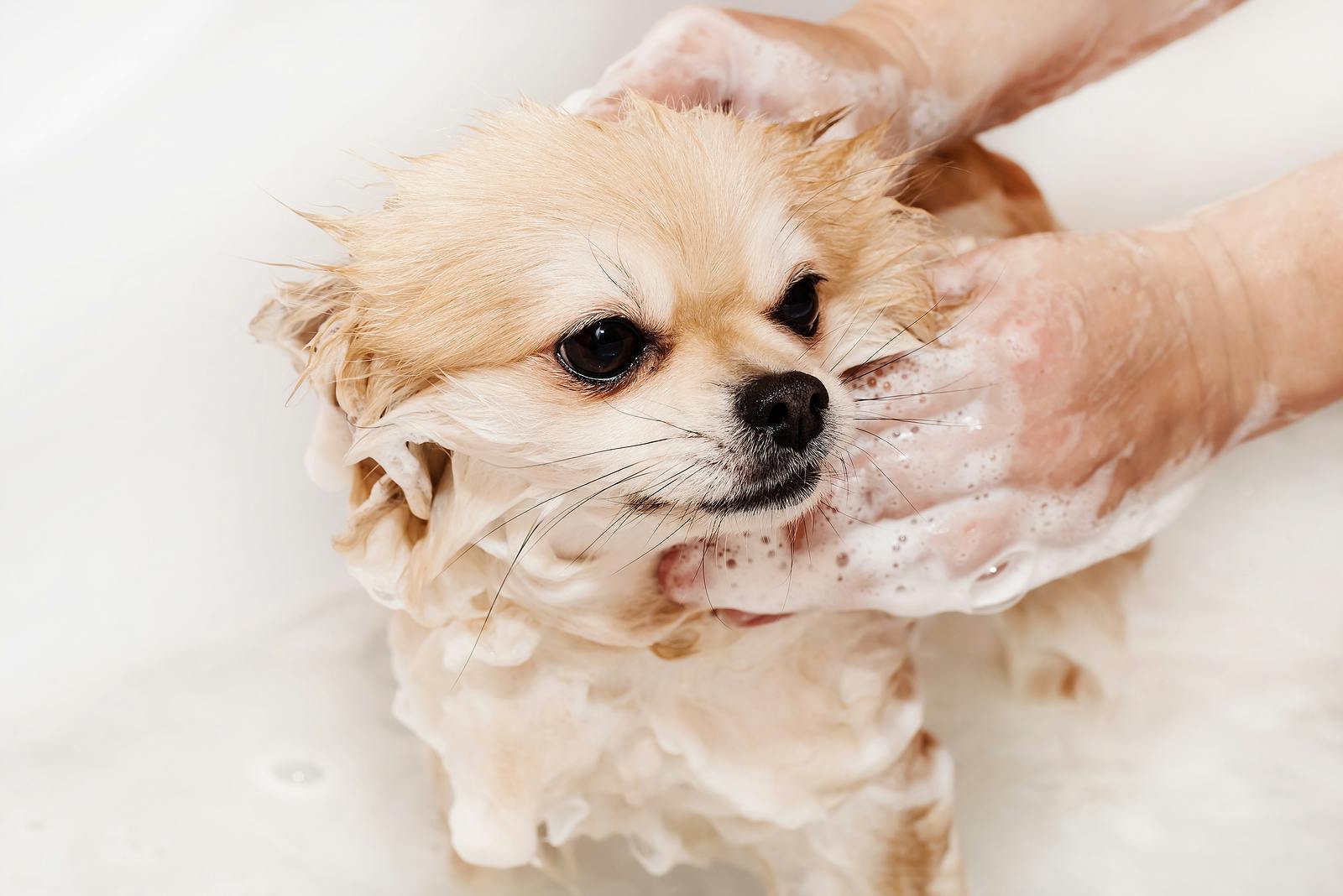 small dog taking a bath