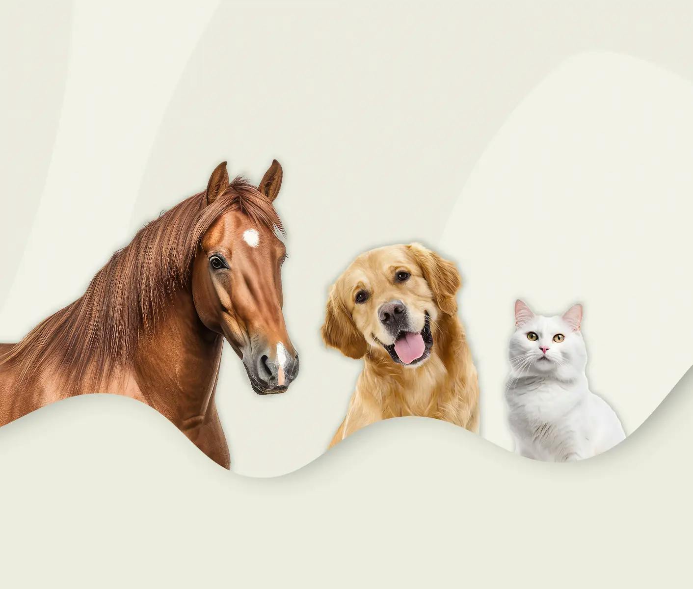 A horse, dog and a cat sitting next to each other in front of tan background