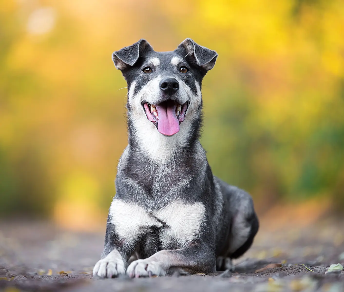 Dog Vaccine Abbreviations Revival Animal Health dog-vaccine-abbreviations-revival-animal-health