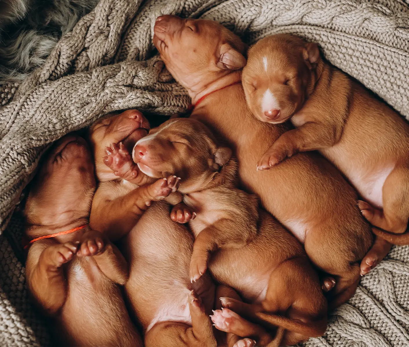7 day old 2024 puppies