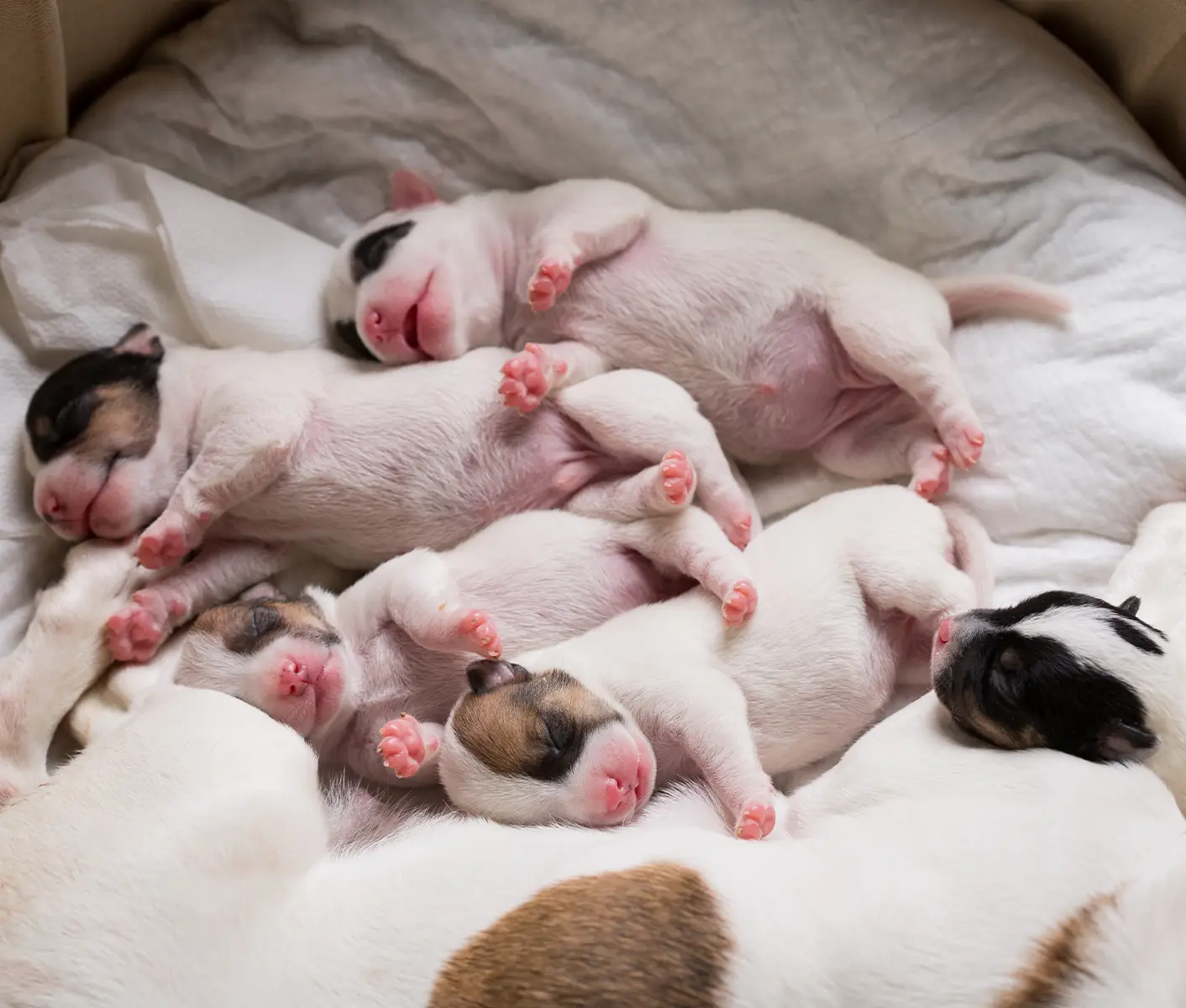 5 Things to Know Before Raising a Litter of Puppies
