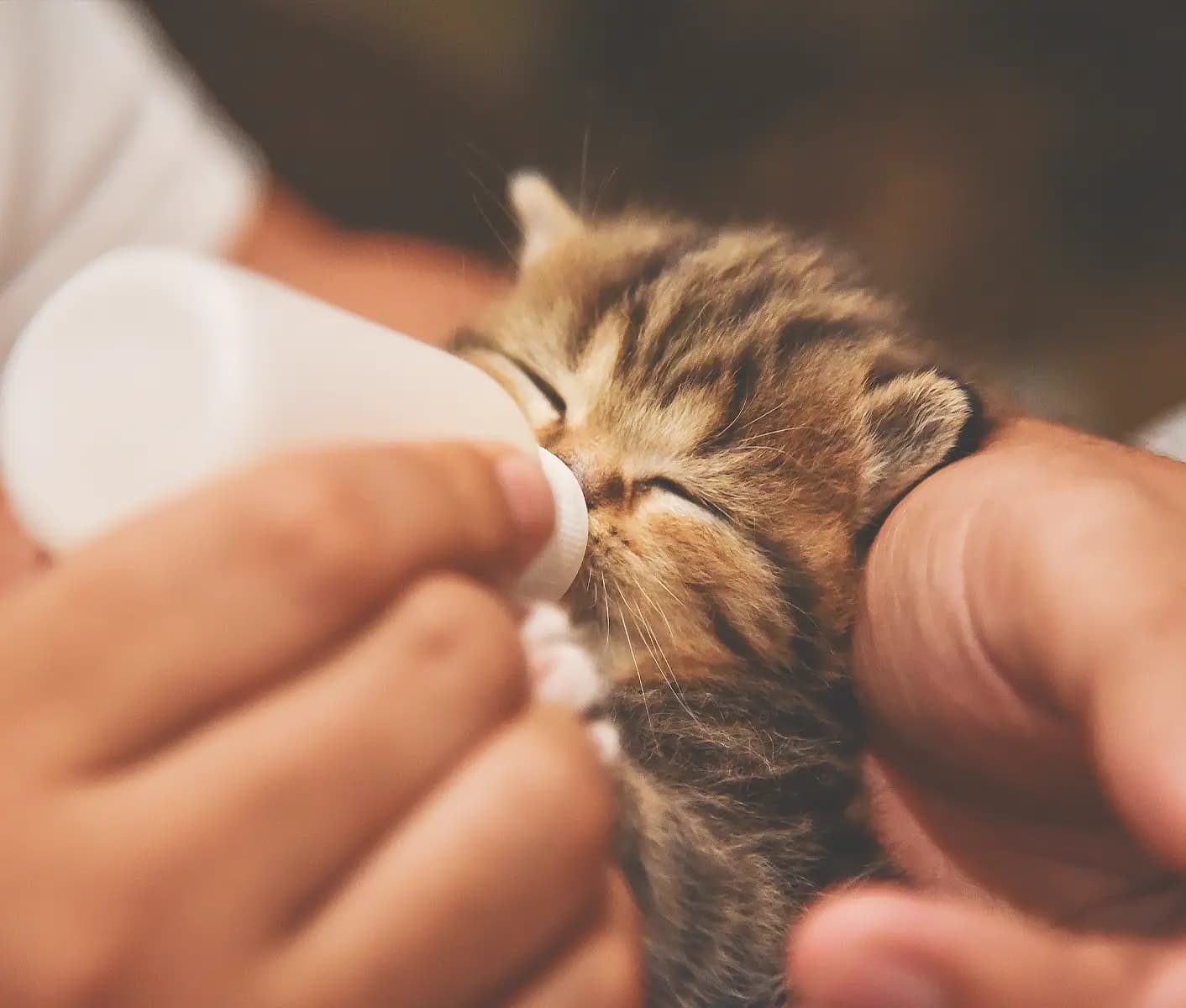Can puppies top drink kitten formula