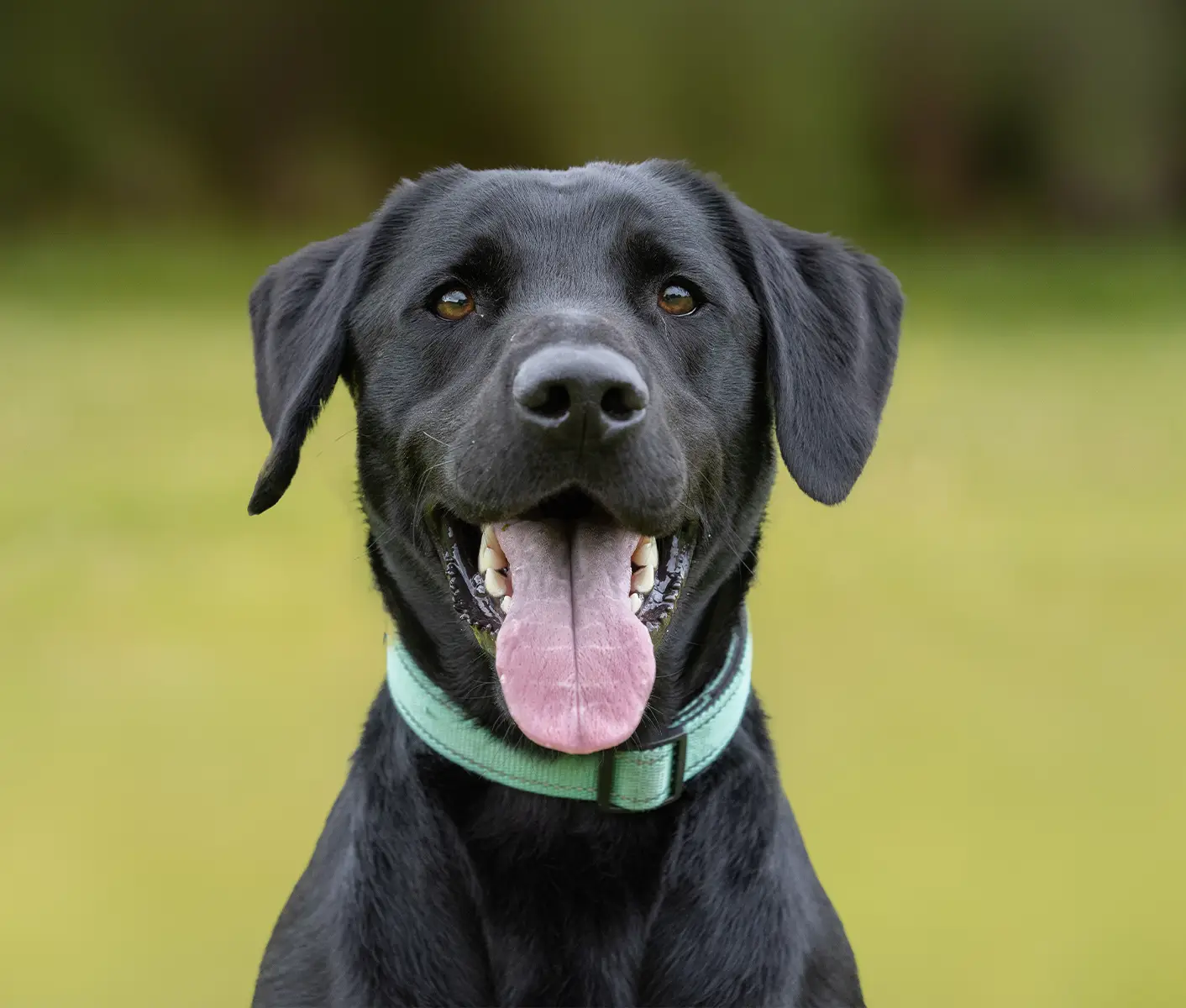 Worming pregnant deals dog