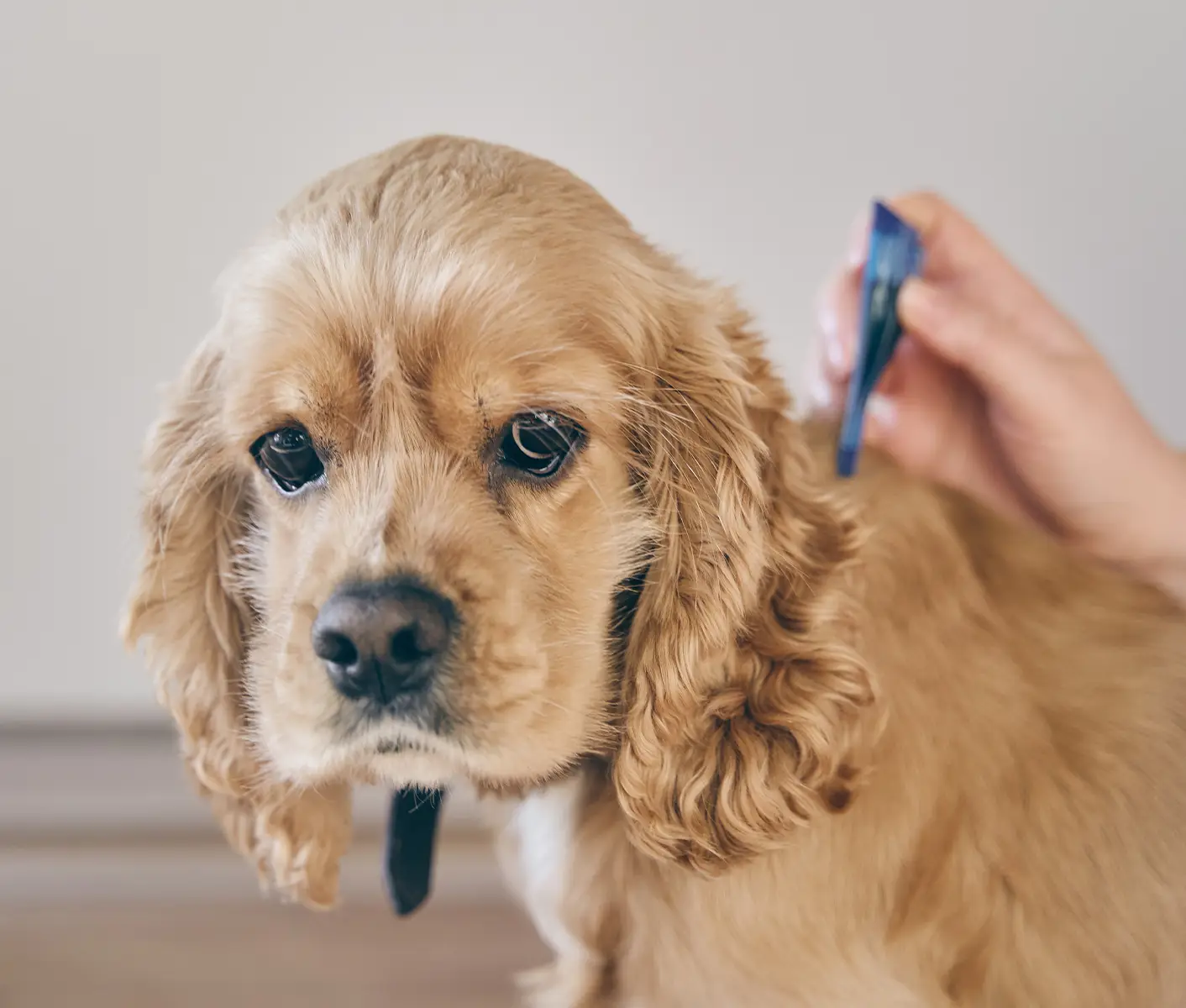 Simparica mosquitoes 2025