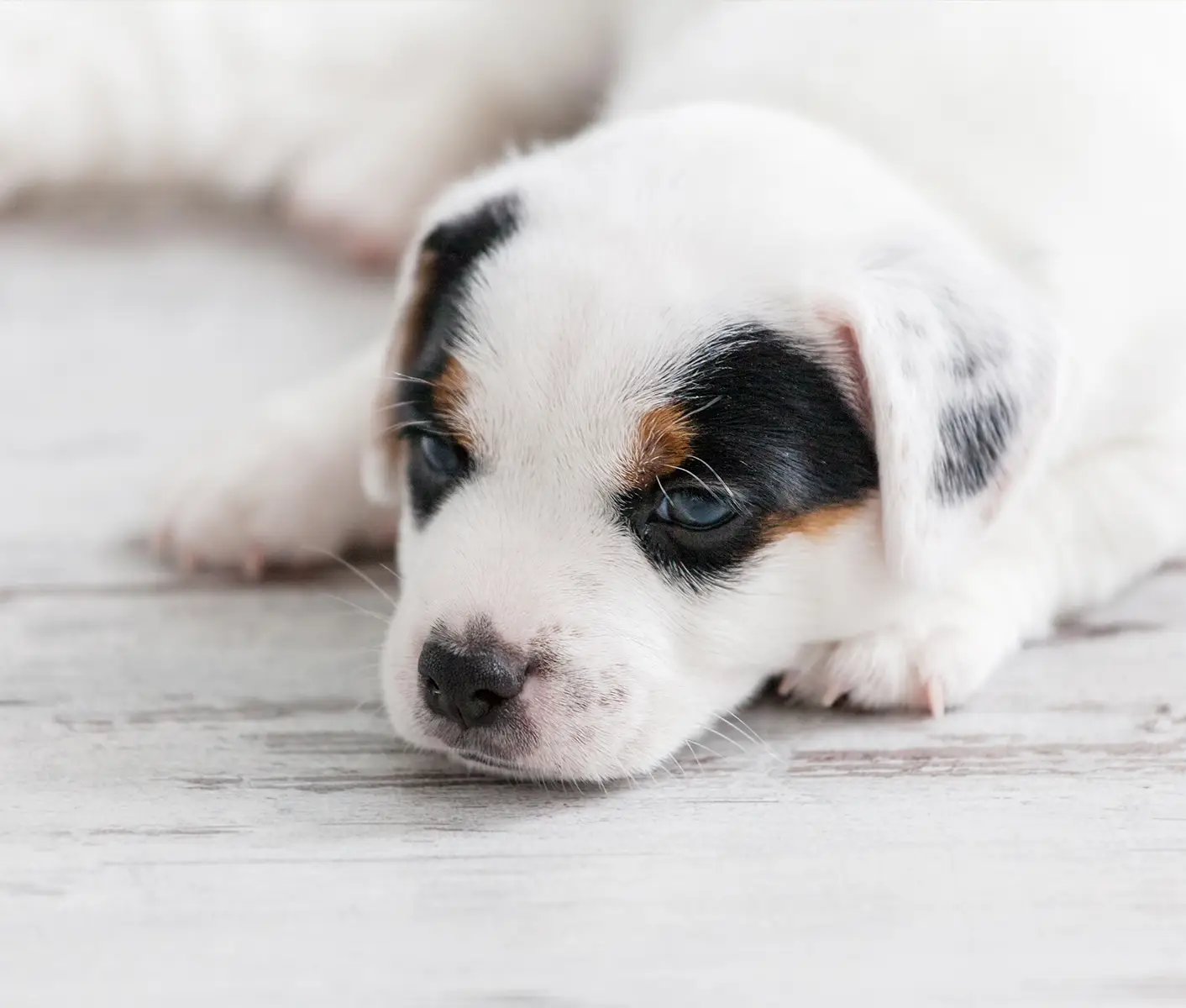 2 week old top puppy vomiting curdled milk