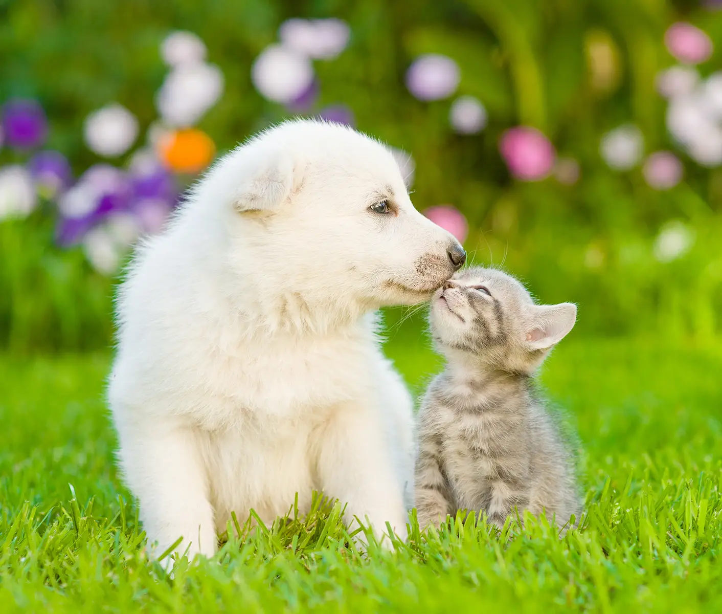 Why Should I Microchip My Dog Cat and Other Pets